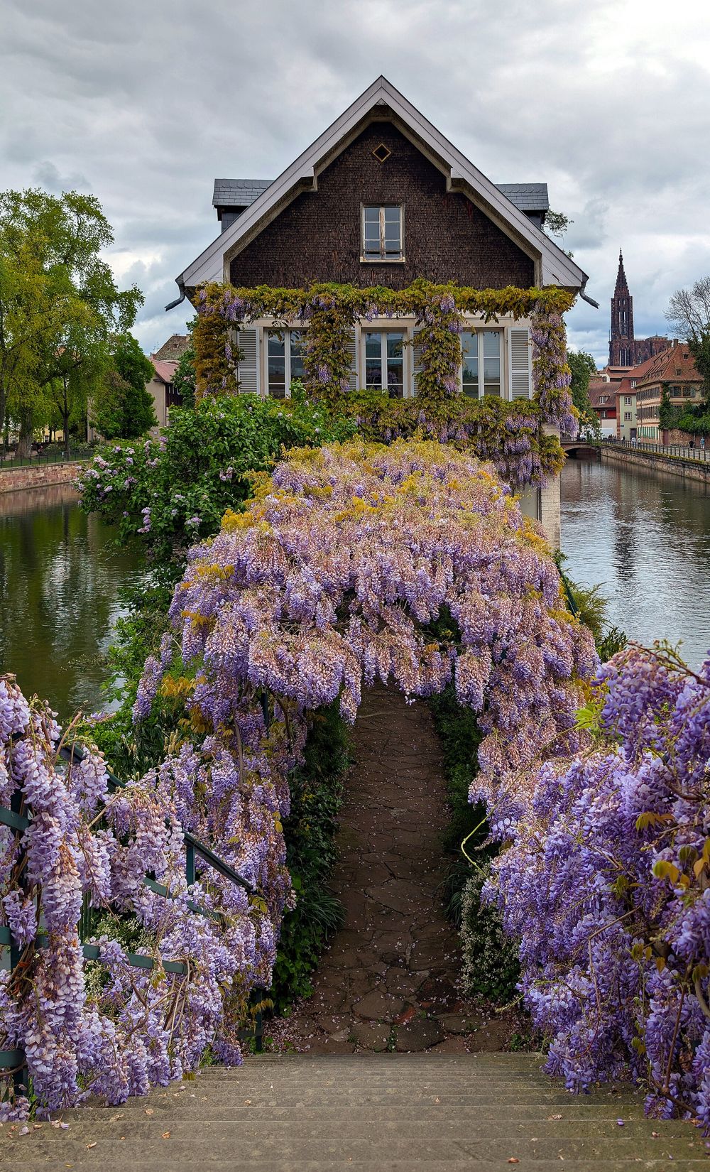 Petite maison au bord d'un canal, couverte de glycines, à Strasbourg
